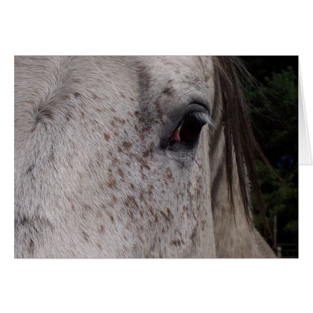 Grått Horse Card OBS Kort (Framsidan Horizontal)