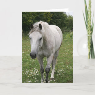 Grått Horse Greeting Card Kort