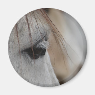 Grått Horse Öga Magnet
