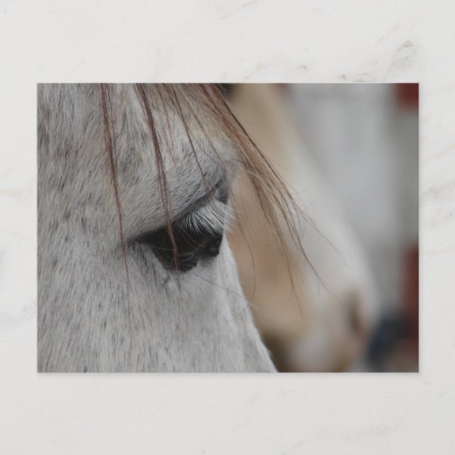 Grått Horse Öga Vykort (Framsida)