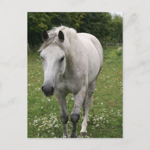 Grått Horse Postcard Vykort