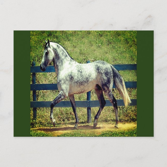 Grått Horse Postcard Vykort (Framsida)