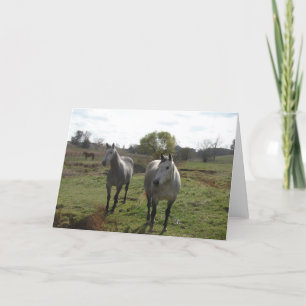 Grått Horses Kort