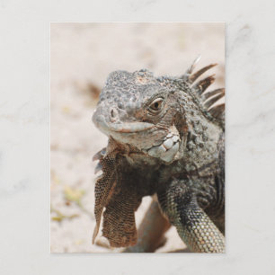 Grått Iguana Vykort