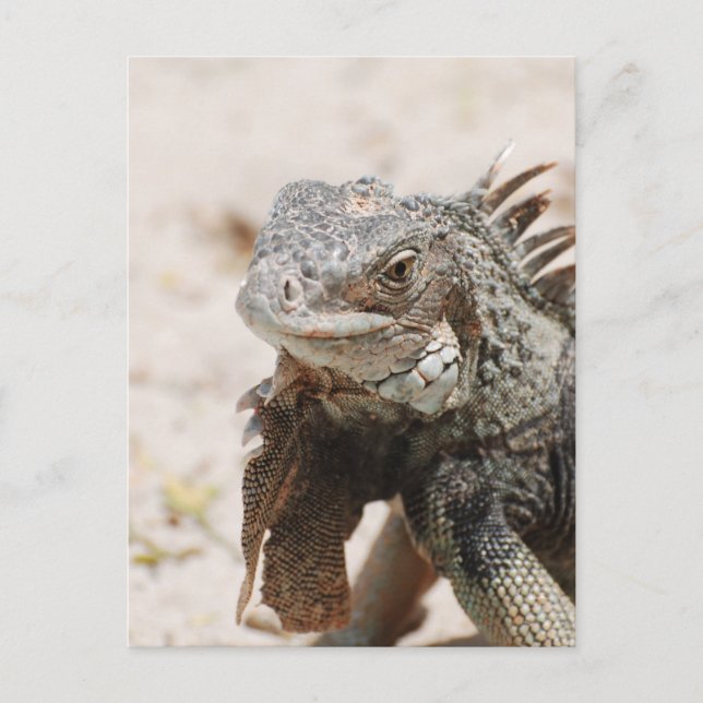 Grått Iguana Vykort (Framsida)