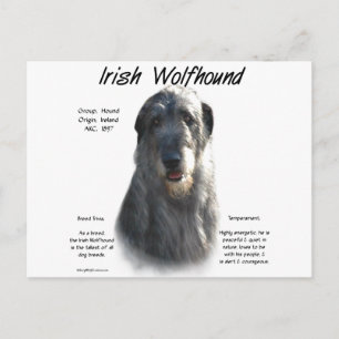 Grått Irish Wolfhound History Vykort