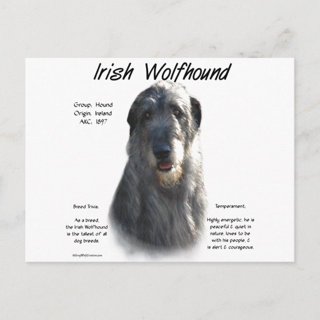 Grått Irish Wolfhound History Vykort (Framsida)