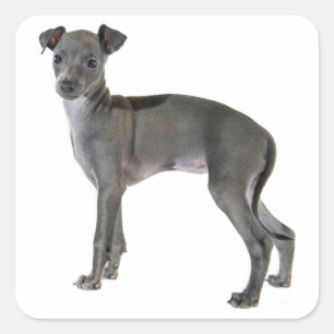 Grått Italienska hundvalpen Hund Fyrkantigt Klistermärke