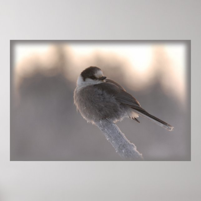 grått jay 2 poster (Framsidan)