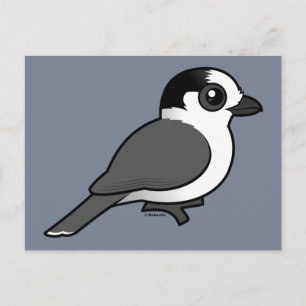 Grått Jay Vykort