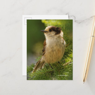Grått Jay Whiskeyjack Songbird i Evergreen Träd Vykort