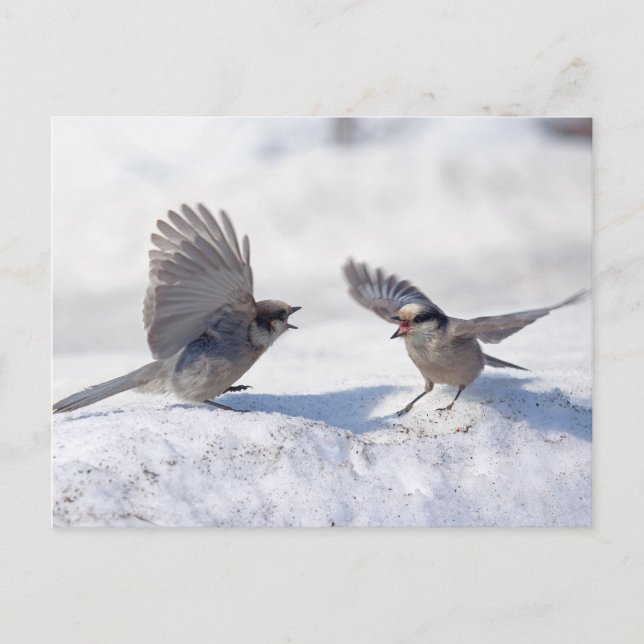 Grått Jays 9737 Vykort (Framsida)