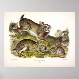 Grått-kanin/Östra-bomull från Audubon Poster