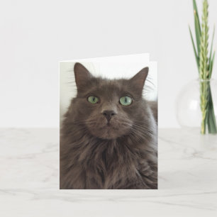 Grått-katt Kort
