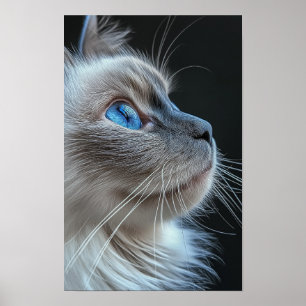 Grått-katt med blå ögon poster