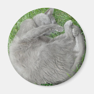 Grått-kattfästmagnet Magnet