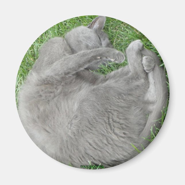 Grått-kattfästmagnet Magnet (Framsidan)