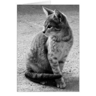 Grått kattkort hälsningskort