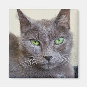 Grått-kattmagnet Magnet