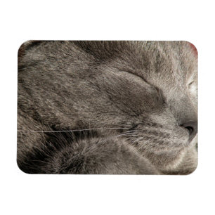 Grått-kattmagnet Magnet