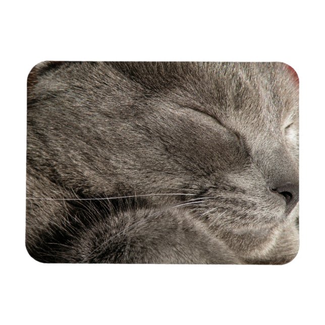 Grått-kattmagnet Magnet (Horisontell)