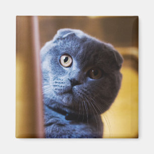 Grått Kattunge Magnet