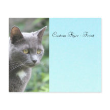 Grått Kattunge med blå