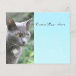 Grått Kattunge med blå Flygblad