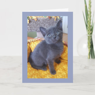 Grått kattungefödelsedag- eller tillfällenkort kort