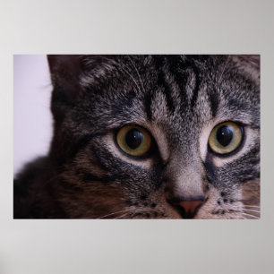 Grått Kitten Ansikte 2 Poster