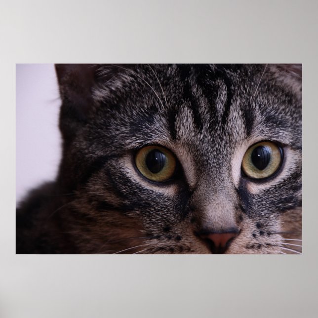 Grått Kitten Ansikte 2 Poster (Framsidan)