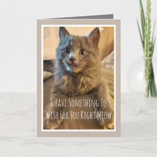 Grått Kitten Funny Birthday Card från katten Kort