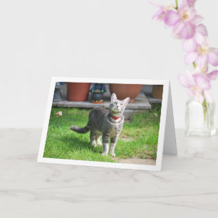 Grått Kitten i Garden Kort
