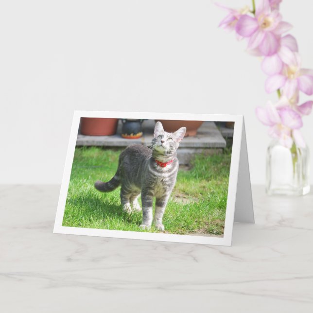 Grått Kitten i Garden Porträtt Kort (Orkide)