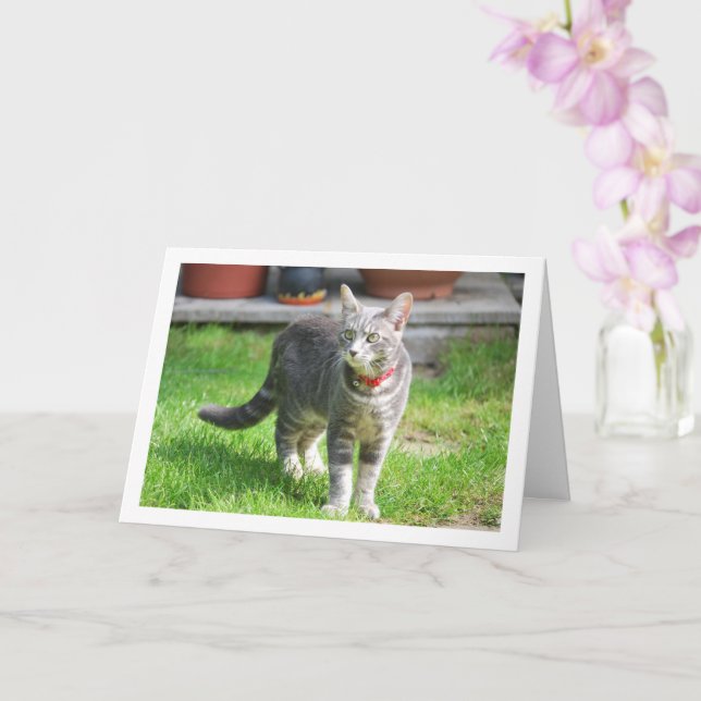 Grått Kitten i Garden Porträtt Kort (Orkide)