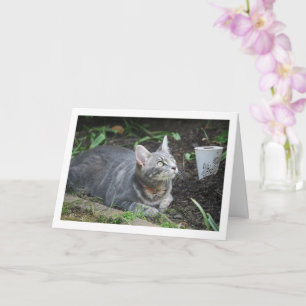 Grått Kitten och Garden Lamp Kort