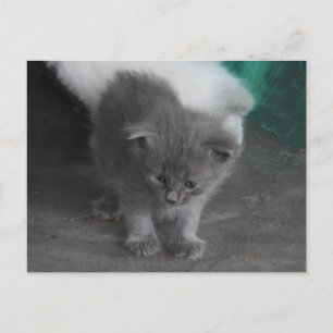 Grått Kitten Vykort
