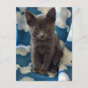 Grått Kittens Vykort