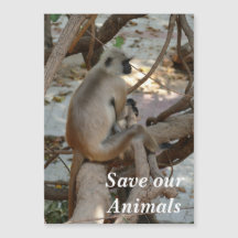 Grått Langur - Ta en viloperiod