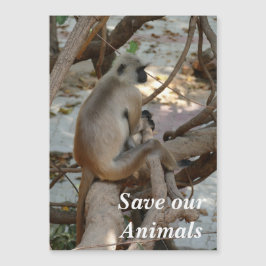 Grått Langur - Ta en viloperiod