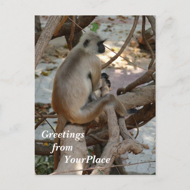 Grått Langur - Ta en viloperiod Helg Vykort (Framsida)