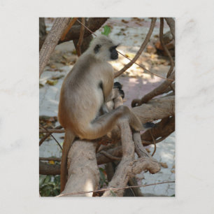 Grått Langur - Ta en viloperiod Vykort