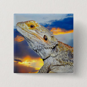 Grått Lizard vid solnedgången Knapp