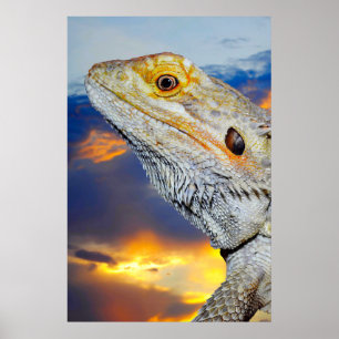 Grått Lizard vid solnedgången Poster