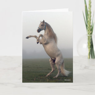 Grått Lusitano Stallion- förhöjning i bröstkorgen Kort