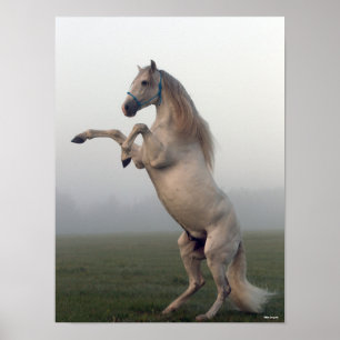 Grått Lusitano Stallion- förhöjning i bröstkorgen Poster