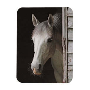 Grått Mare Bevackra Horse Magnet