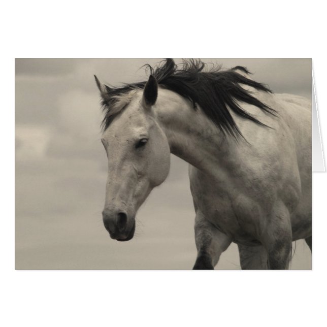 Grått Mare Hälsningskort (Framsidan Horizontal)