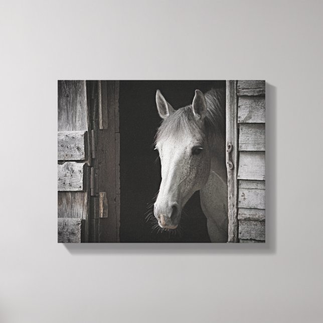 Grått Mare horse B&W HORSES Wrapped Canvas (Framsida)