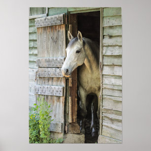 Grått Mare Horse & Barn Poster
